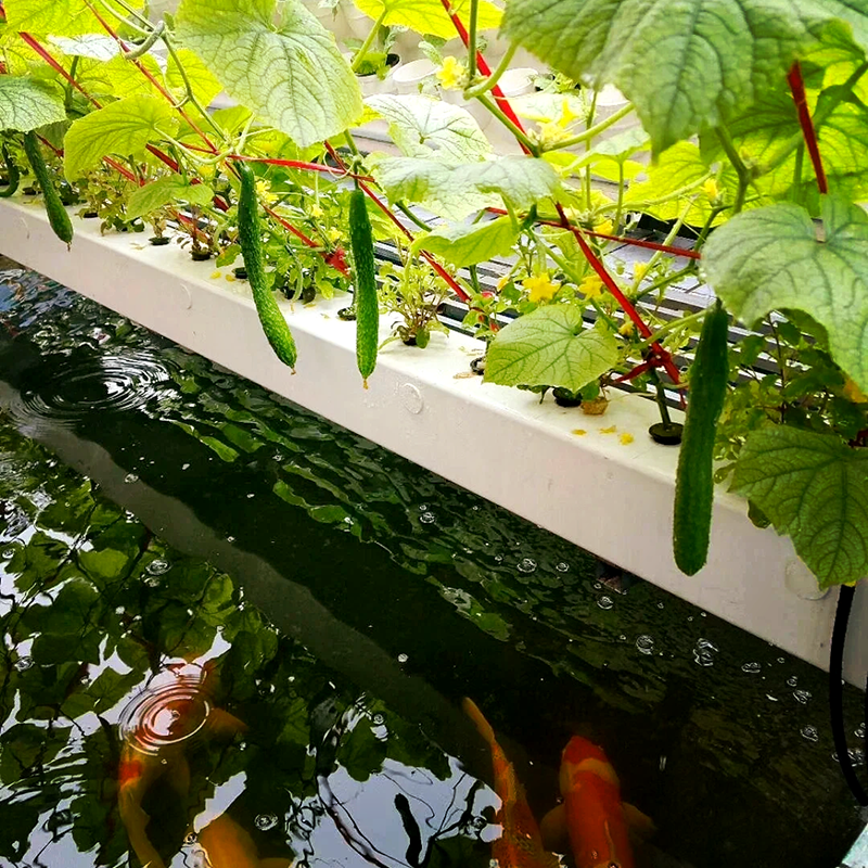 乌鲁木齐市蔬菜大棚鱼菜共生 - 哪里好